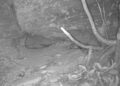 Trail camera captures rare ‘rediscovery’ of species that hasn’t been seen in 80 years: ‘A fantastic surprise’