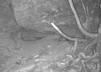 Trail camera captures rare ‘rediscovery’ of species that hasn’t been seen in 80 years: ‘A fantastic surprise’