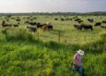 Screwworm Is Back In Texas-And Could Raise Beef Prices