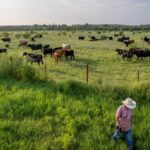 Screwworm Is Back In Texas-And Could Raise Beef Prices