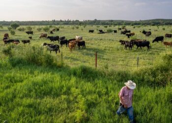 Screwworm Is Back In Texas-And Could Raise Beef Prices