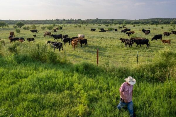 Screwworm Is Back In Texas-And Could Raise Beef Prices