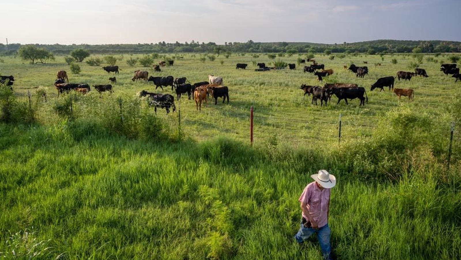Screwworm Is Back In Texas-And Could Raise Beef Prices