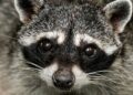 AI And The Wildlife Equation