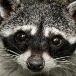 AI And The Wildlife Equation