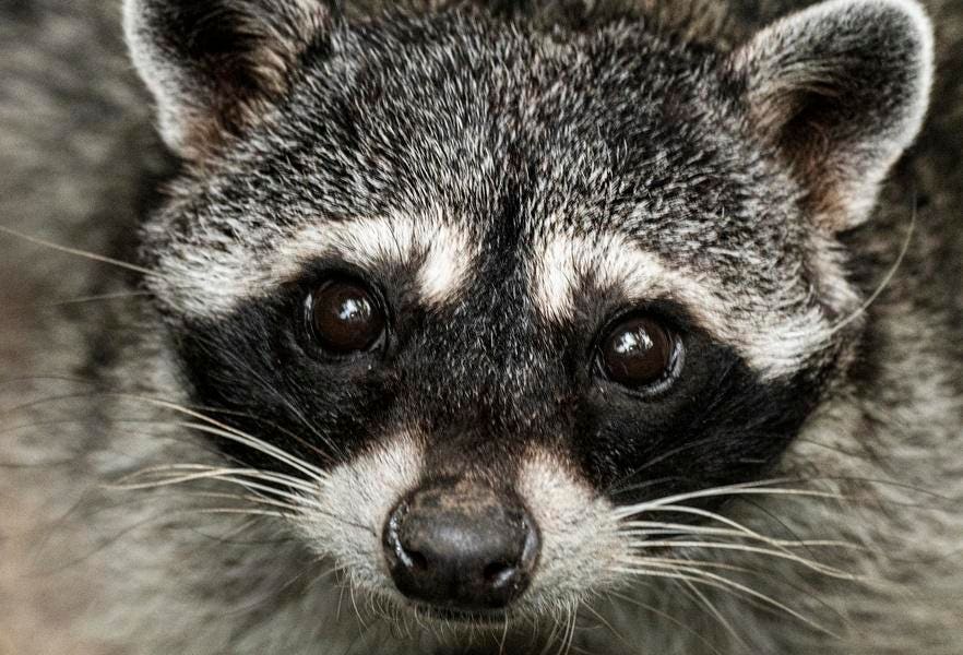 AI And The Wildlife Equation